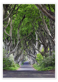 Plakat  Magisk skov i Irland - Dieter Meyrl