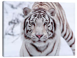 Lærredsbillede  White bengal tiger