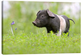 Lærredsbillede  Little Baby Pig - WildlifePhotography