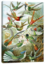Lærredsbillede  Kolibrier (Kunstformen der Natur: Trochilidae, grafik 99) - Ernst Haeckel