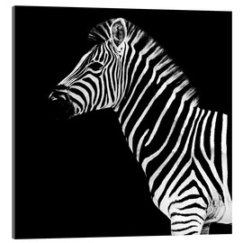 Akrylbillede  Zebra, sort baggrund - Philippe HUGONNARD