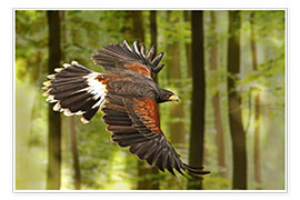 Plakat  Birds of Prey - WildlifePhotography