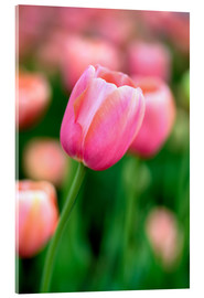 Akrylbillede  Single pink tulip