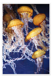 Plakat  Yellow jellyfish in the ocean