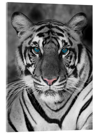 Akrylbillede  Tiger portræt med farve accenter