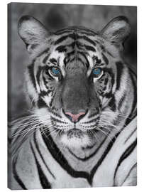 Lærredsbillede  Tiger portræt med farve accenter