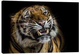 Lærredsbillede  Sumatran Tiger Roaring