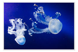 Plakat  jellyfish