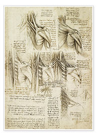 Plakat  Muskler i rygsøjlen - Leonardo da Vinci