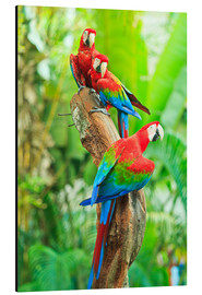 Print på aluminium  Group of dark red macaws