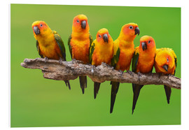 Print på skumplade  sun parakeet