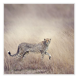 Plakat  Cheetah on the hunt