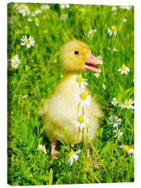 Lærredsbillede  Duckling on flowery meadow