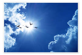 Plakat  Birds infront of the sun