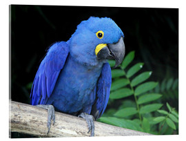 Akrylbillede  Hyacinth macaw