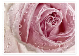 Plakat  Lyserød rose