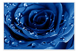 Plakat  Blue Roses with Water Drops