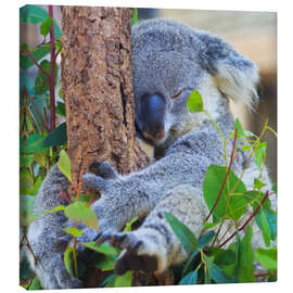 Lærredsbillede  Koala hugging tree
