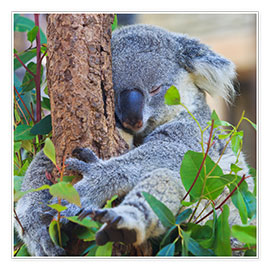 Plakat  Koala hugging tree