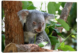 Lærredsbillede  Don Koala