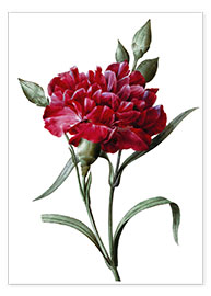 Plakat A Dark Red Carnation