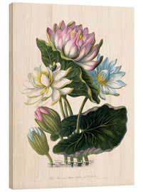 Print på træ  Red, Blue, and White Lotus, of Hindostan - James Forbes