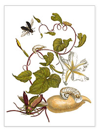 Plakat  white potato with lepidoptera metamorphosis - Maria Sibylla Merian