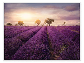 Plakat Lavender field at sunset, Provence