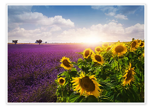 Plakat Lavender and sunflowers fields , Provence