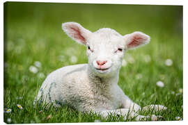 Lærredsbillede  Happy lamb - Andreas Kossmann