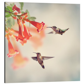 Print på aluminium  Hovering hummingbirds