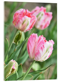 Akrylbillede  Pink tulips