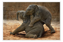 Plakat Playing Asian Elephants