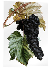 Akrylbillede  Grape Muscat Noir - Pierre Joseph Redouté