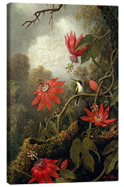 Lærredsbillede  Kolibri og Passionsblomst - Martin Johnson Heade