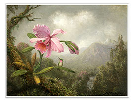 Plakat Orchid and Hummingbird