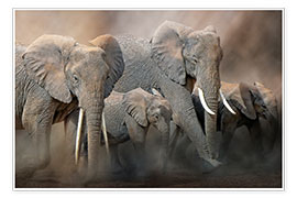 Plakat A group of elephants