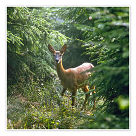 Plakat  The deer in the forest - Reinhard Siegel