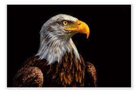 Plakat  bald eagles - Bettina Dittmann