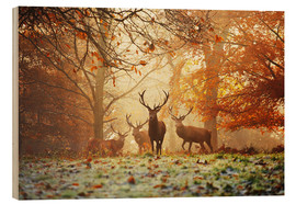 Print på træ  Hjorte og rådyr i en efterårskov med tåge - Alex Saberi