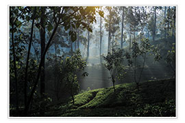 Plakat  Tea plantation forest Sri Lanka - Paul Kennedy