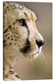 Lærredsbillede  Profile of a cheetah - Janet Muir