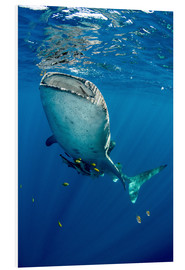 Print på skumplade  Whale shark under water - Pete Oxford