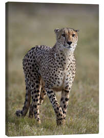 Lærredsbillede  Watchful cheetah - James Hager