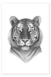 Plakat Tigeren
