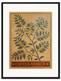 Kunsttryk i ramme  Coffea Arabica (Arabicakaffe)